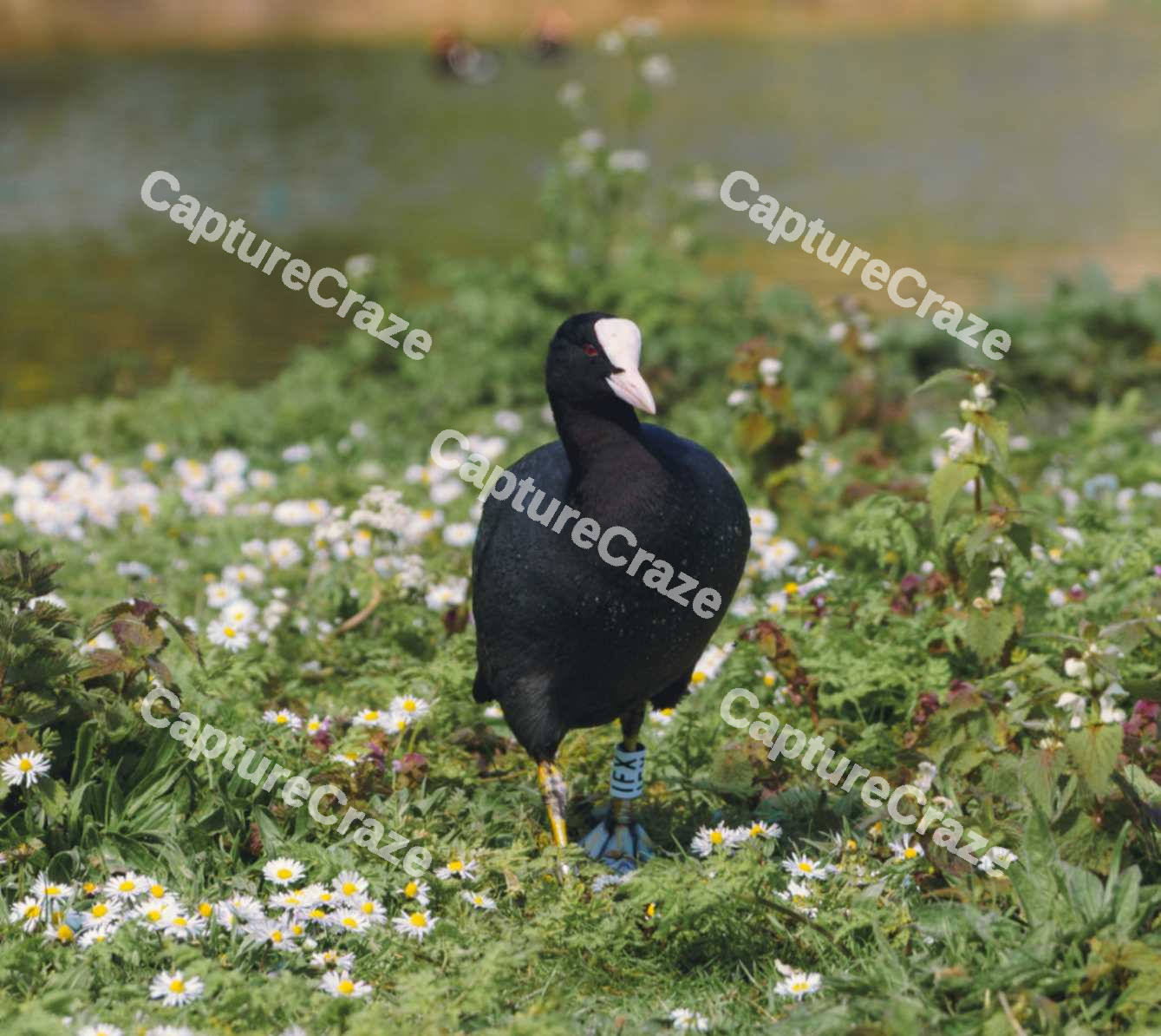 Eurasion Coot